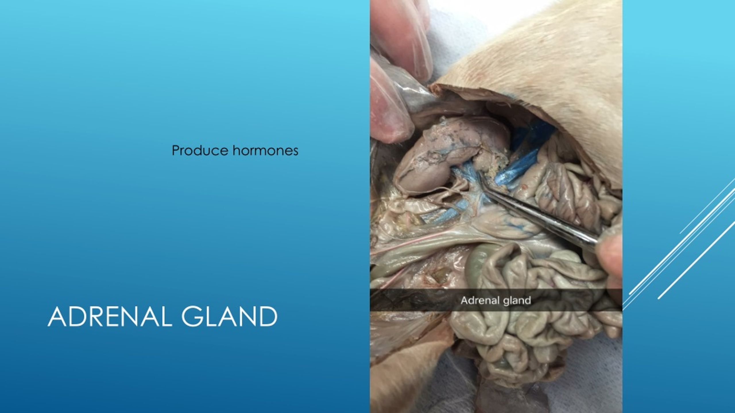 PPT - Pig Dissection PowerPoint Presentation, free download - ID:8800581