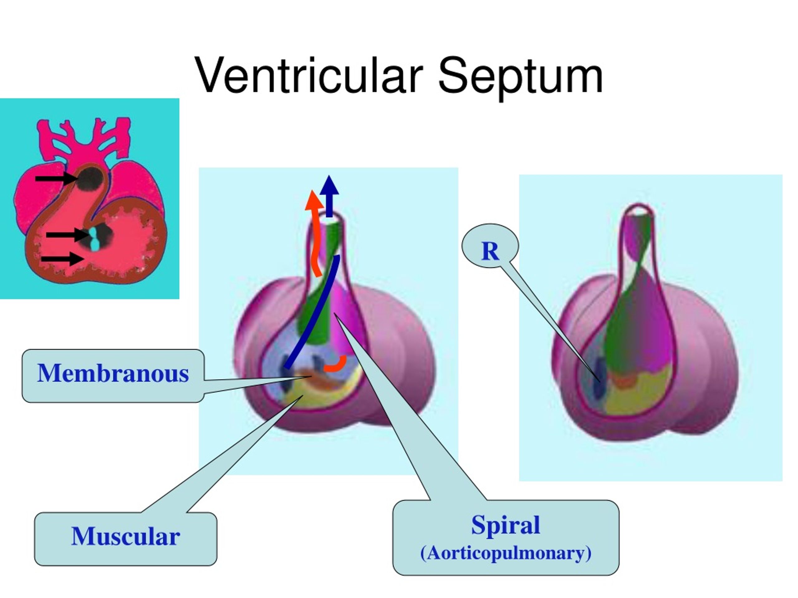 PPT Evolution Of Heart Development An In Depth Study PowerPoint PPT Evolution Of Heart Development An In Depth Study PowerPoint