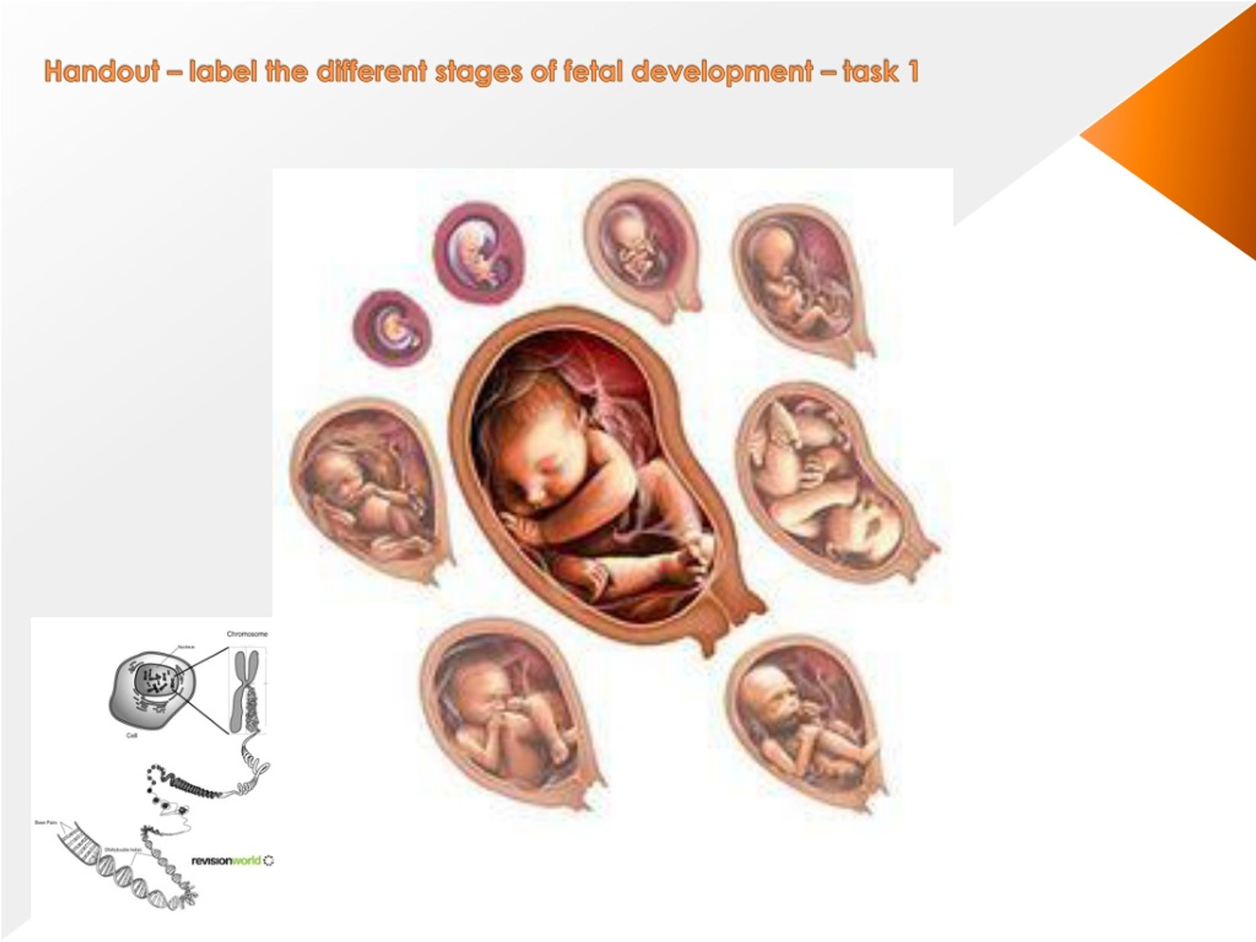 PPT - PPT - 1 Before Birth the first life stage ? PowerPoint ...