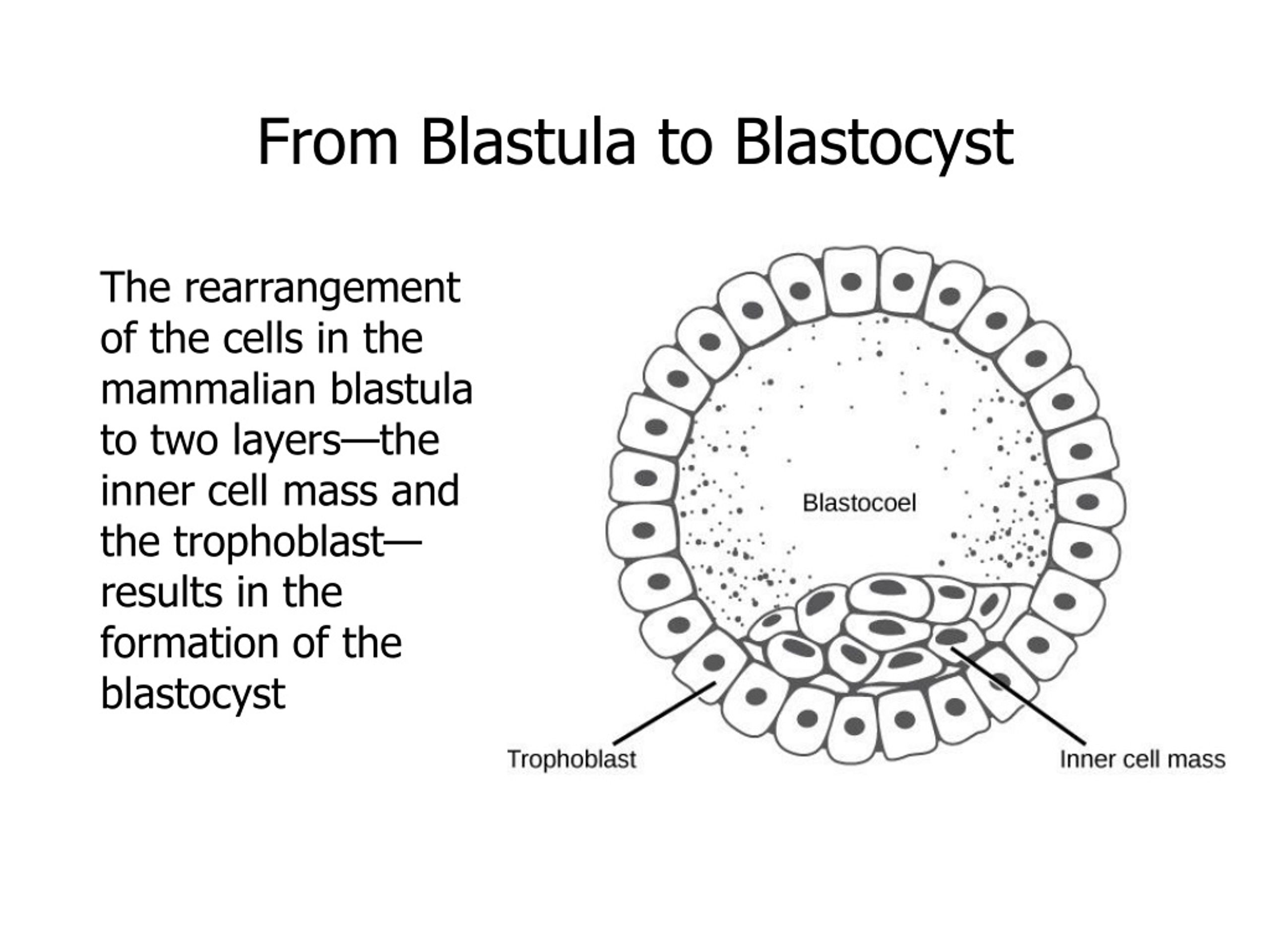 Ppt Reproductive System Powerpoint Presentation Free Download Id8813112 7344