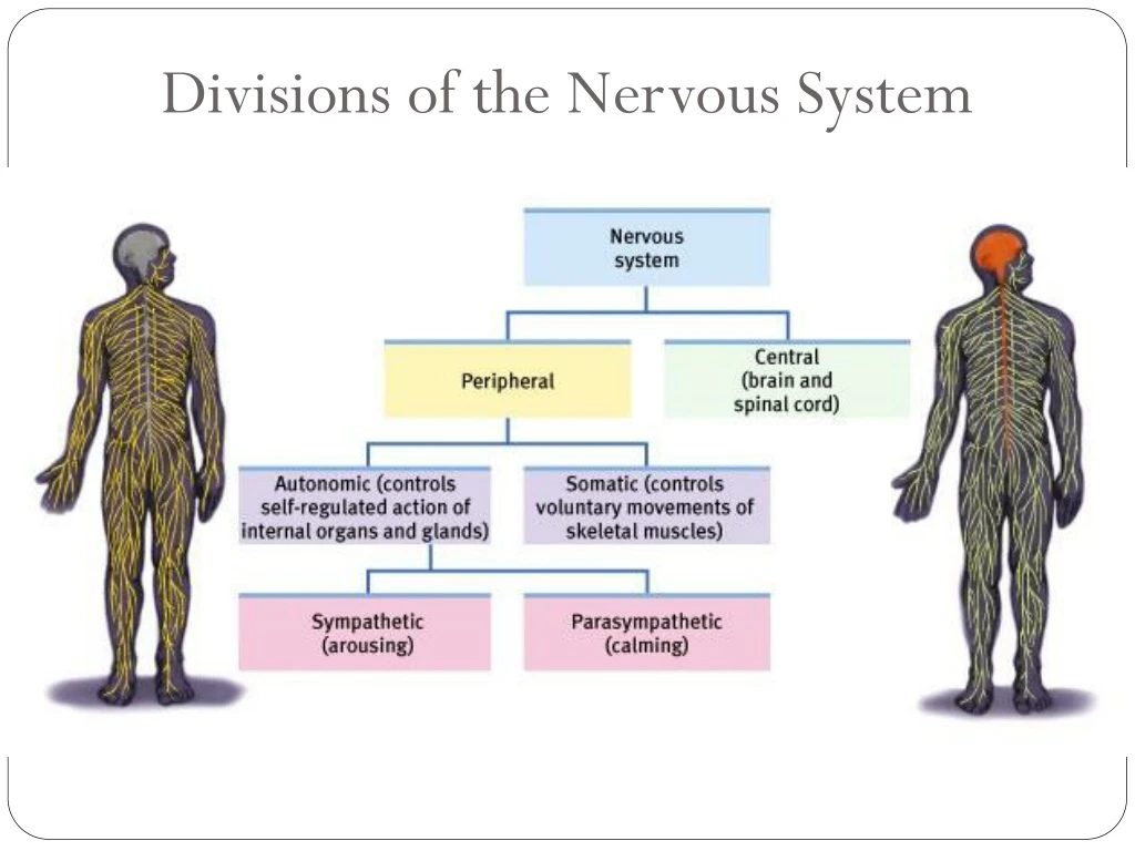 Ppt Divisions Of The Nervous System Powerpoint Presentation Free Download Id