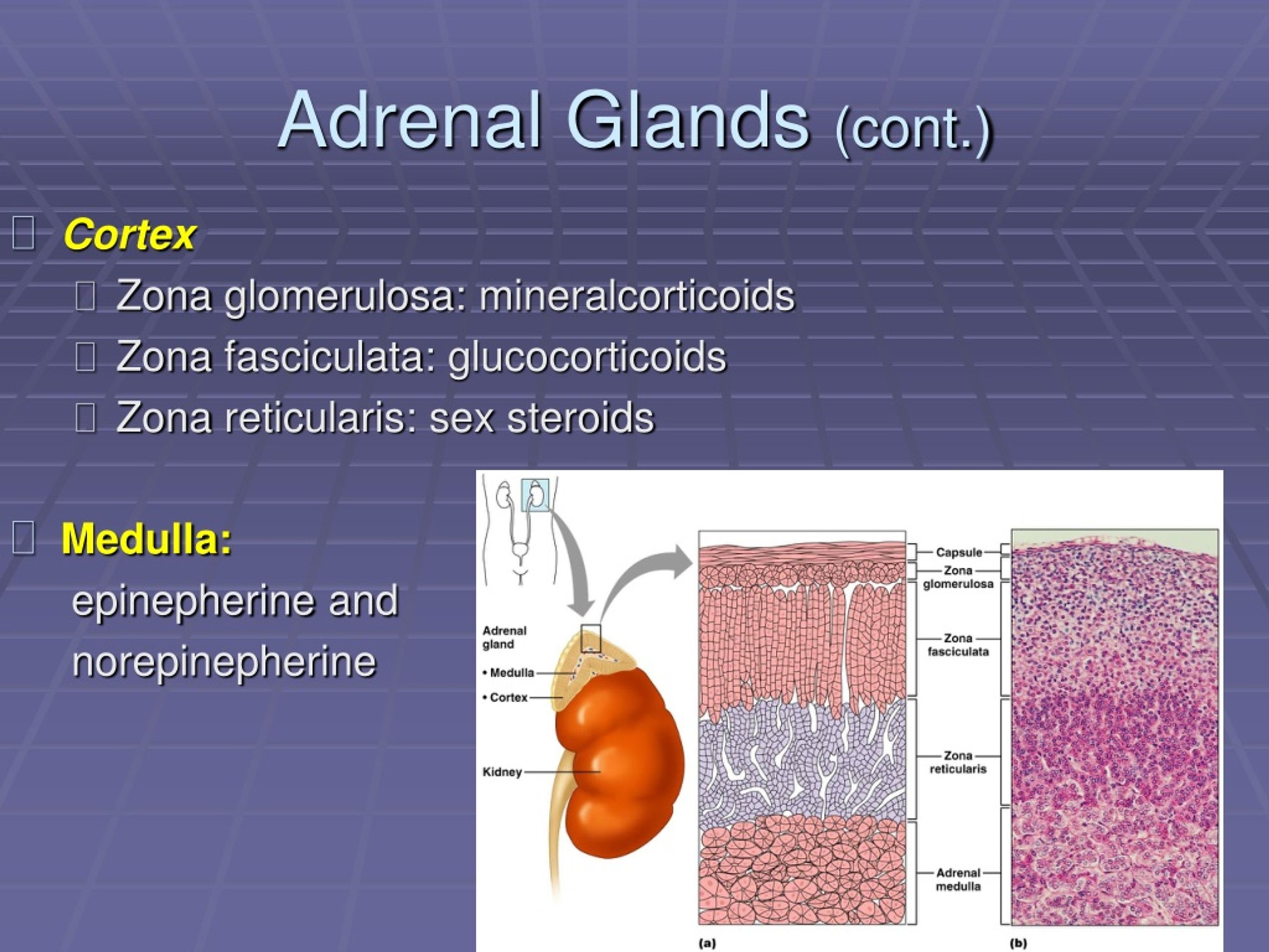 adrenal medulla secretes