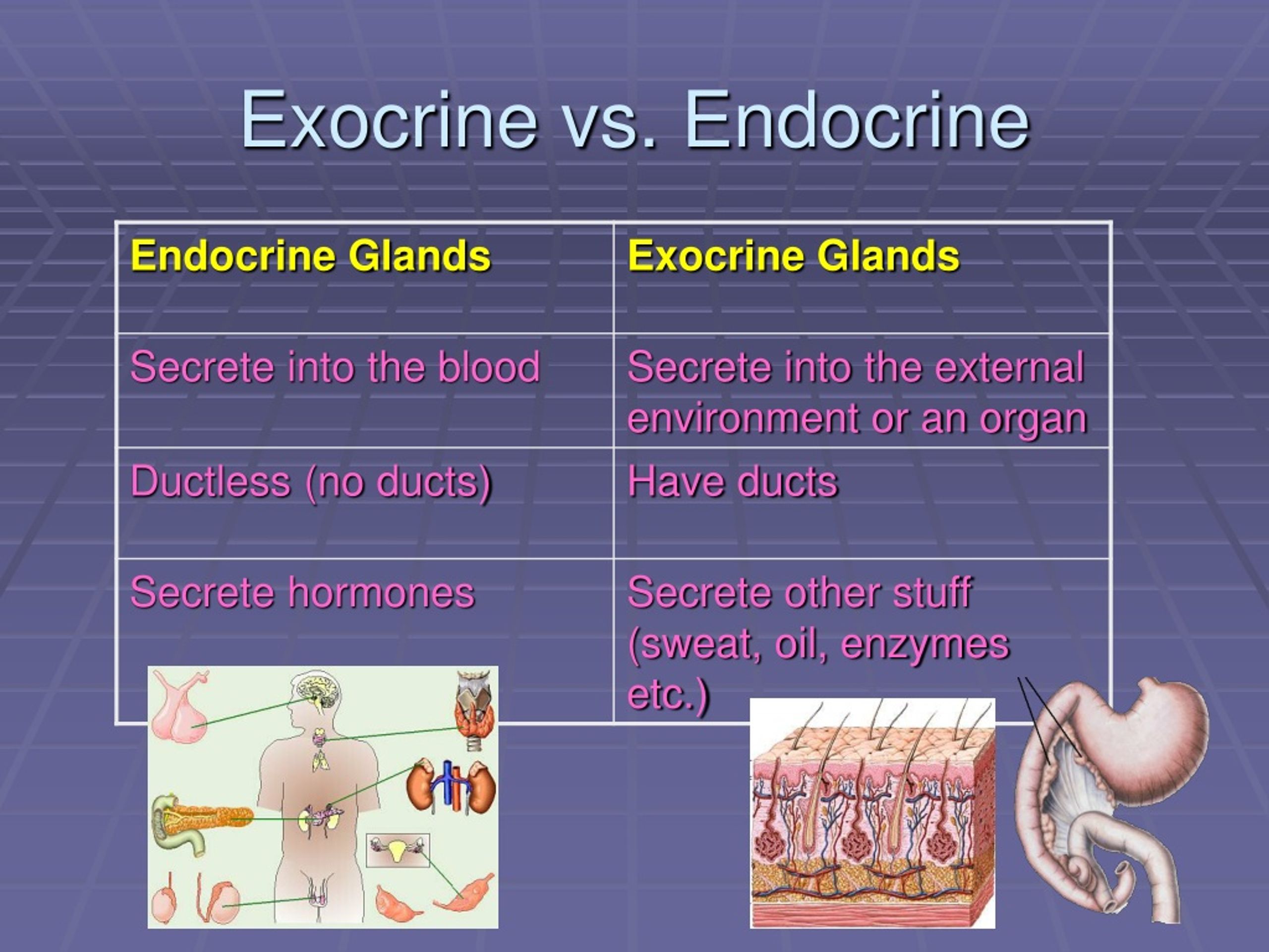 PPT The Endocrine System PowerPoint Presentation, free download ID