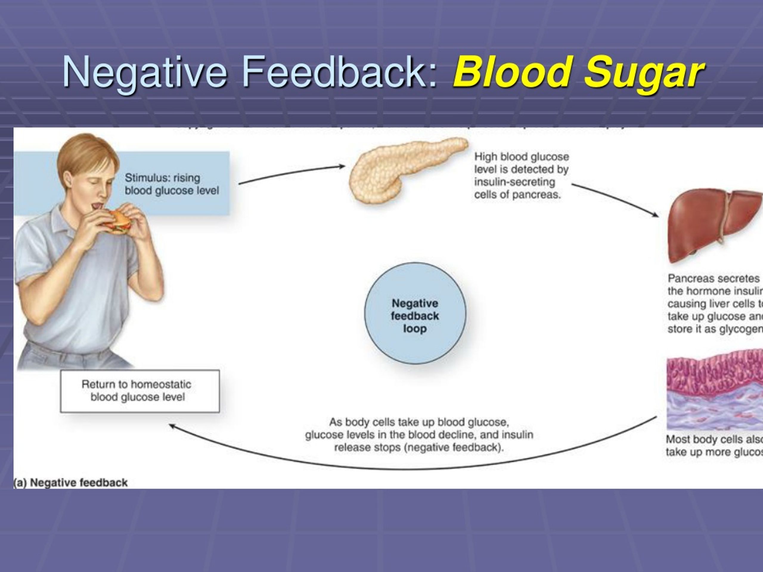 PPT - The Endocrine System PowerPoint Presentation, free download - ID ...