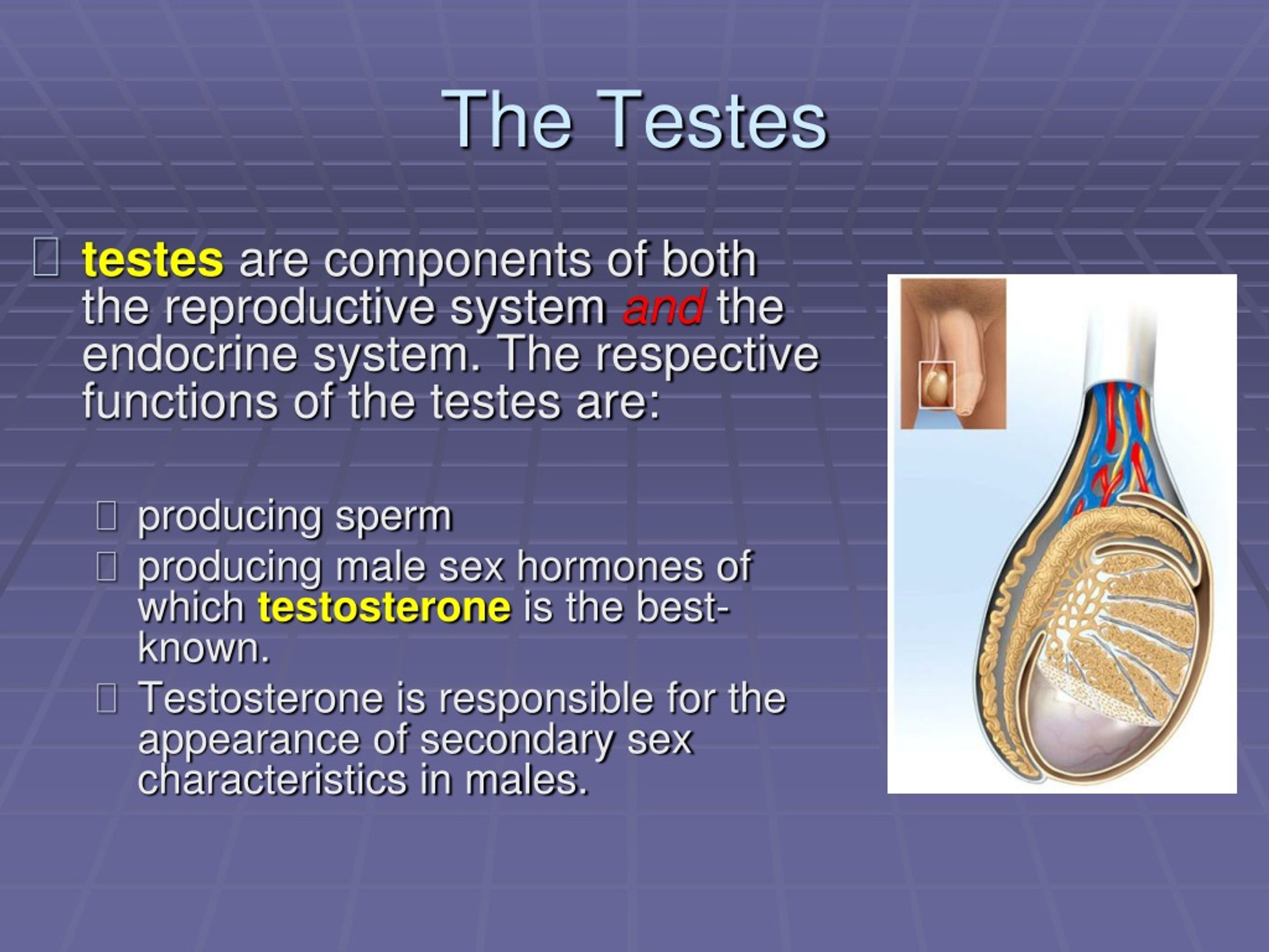 ppt-the-endocrine-system-powerpoint-presentation-free-download-id