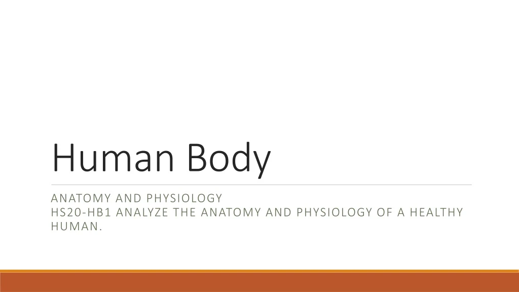 human body n.