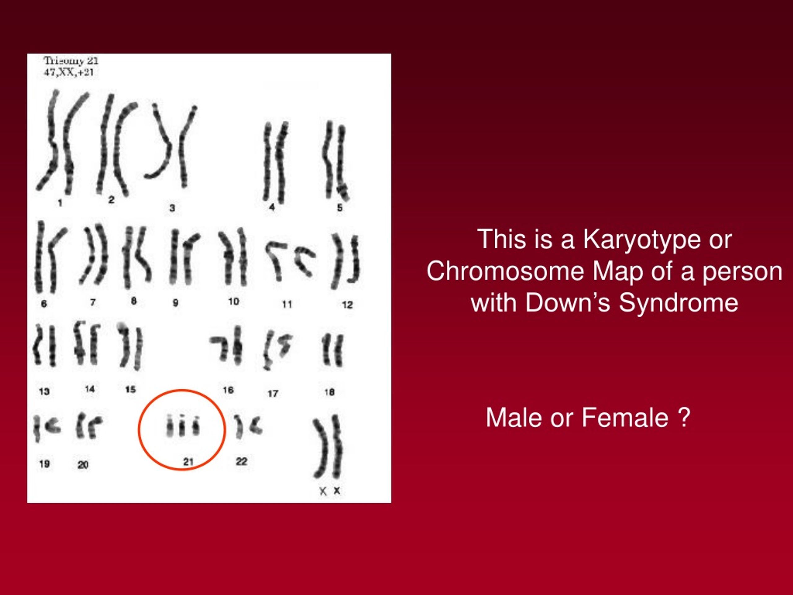 Ppt Understanding Chromosomes Structure Traits And Meiosis Powerpoint Presentation Id8819552 7025