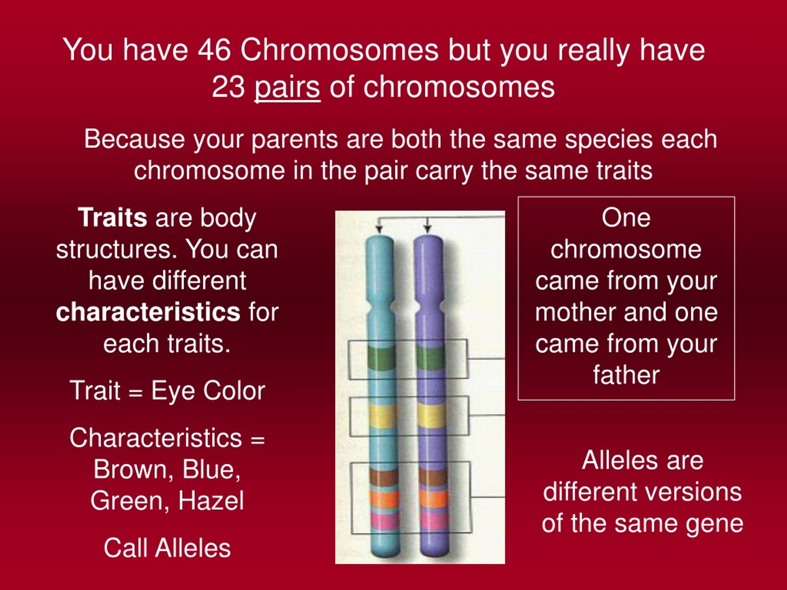 Ppt Understanding Chromosomes Structure Traits And Meiosis Powerpoint Presentation Id8819552 4972