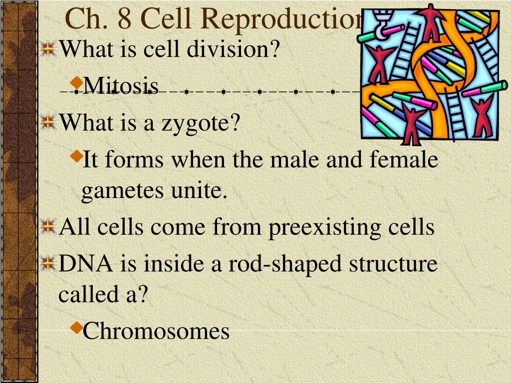 ch 8 cell reproduction n.