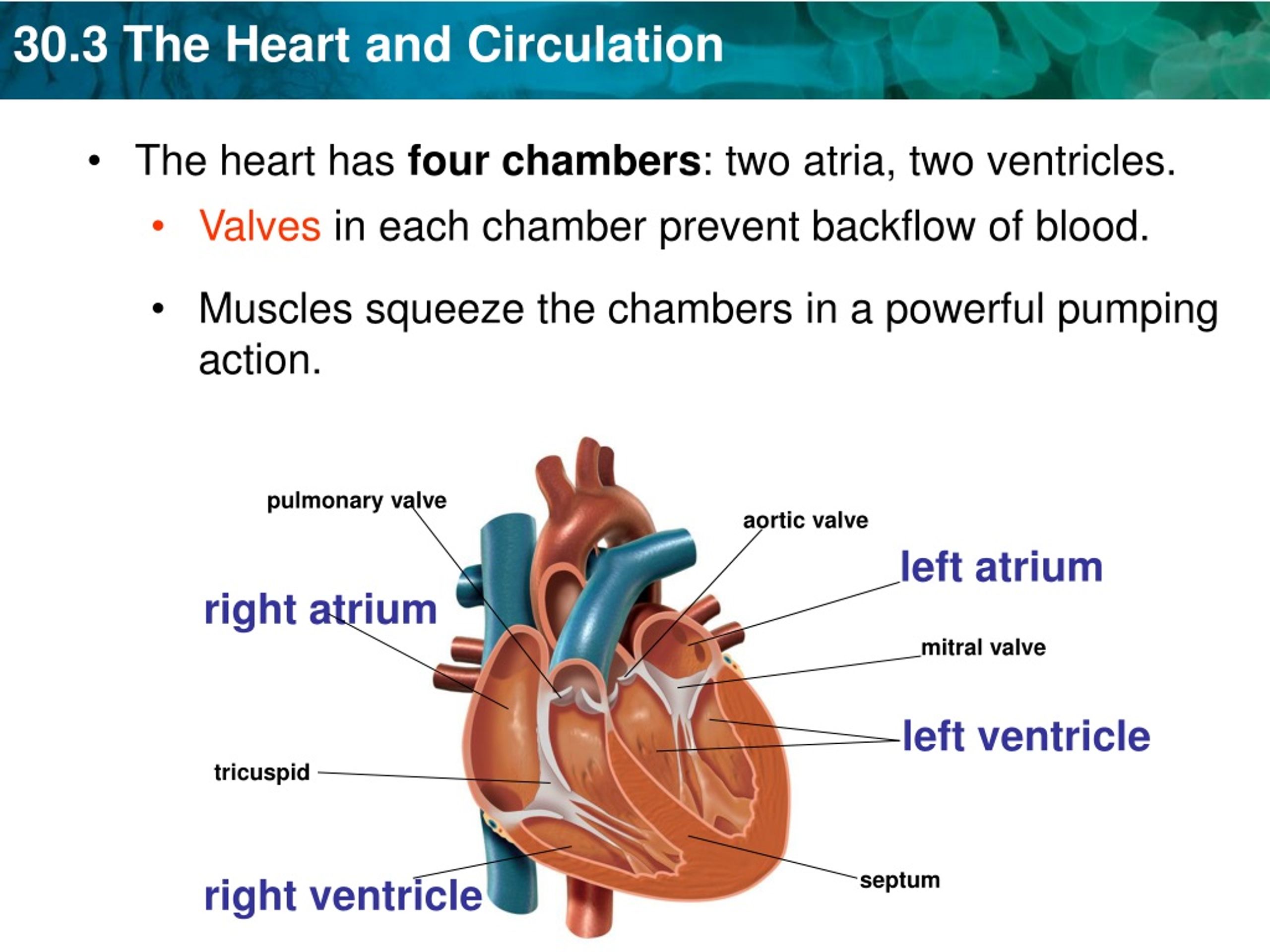 Topic 30. Heart and circulation. Blood circulation of the Heart. Ventricle on the Heart.