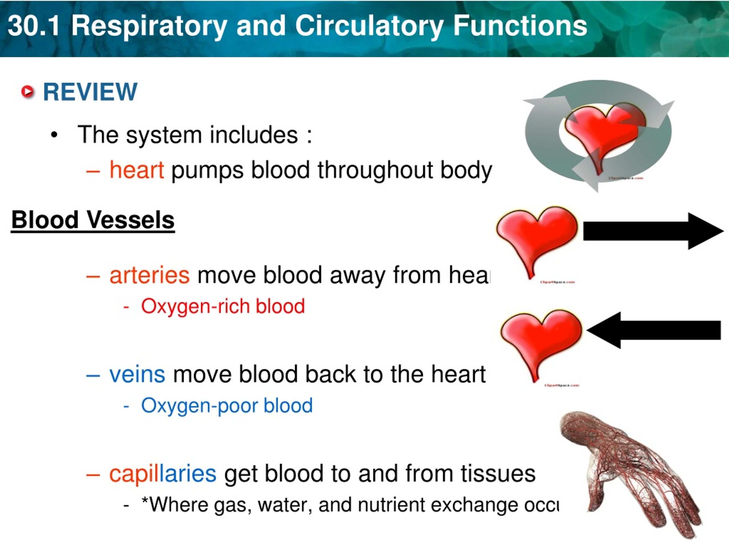 Topic 30. ... Blood throughout the body..