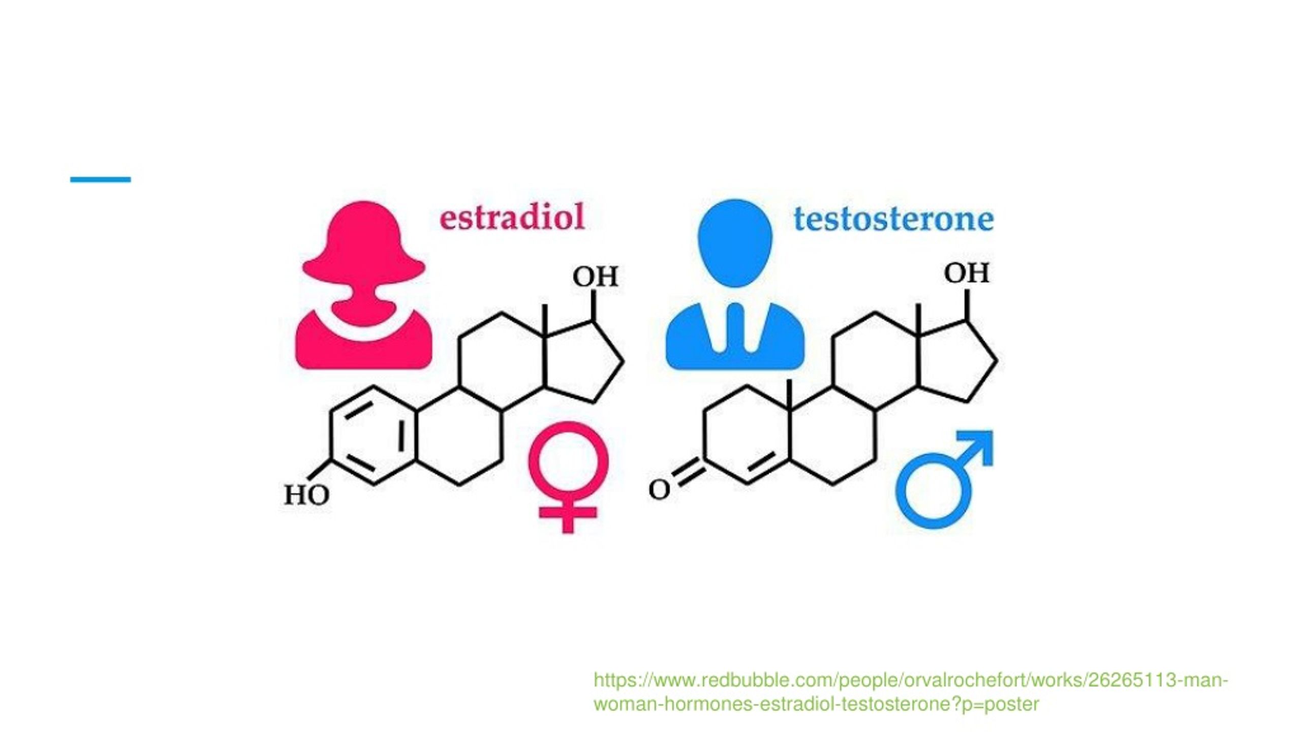 Эстрадиол. Синтез эстрадиола из андростендиона. Woman Hormones. Эстрадиол во время тренировок.