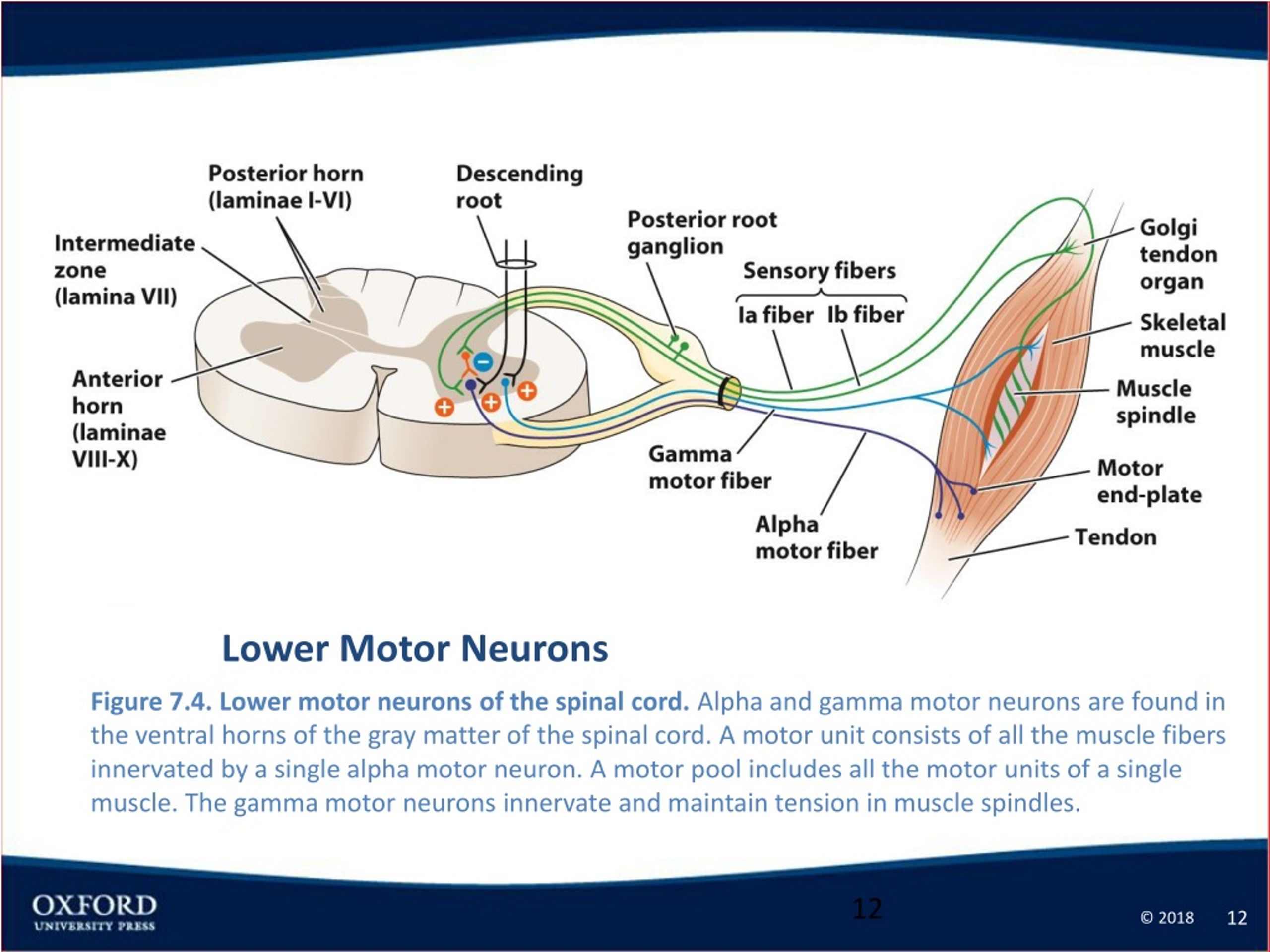 ppt-7-the-motor-system-powerpoint-presentation-free-download-id