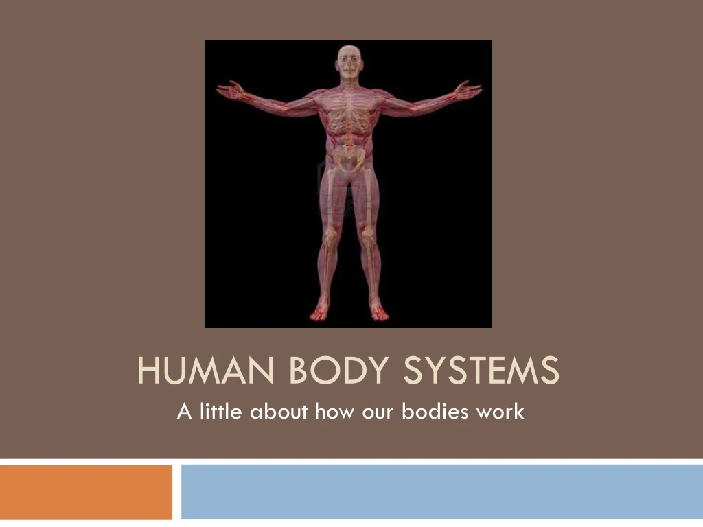 Ppt Human Body Systems Powerpoint Presentation Free Download Id8831064 7983