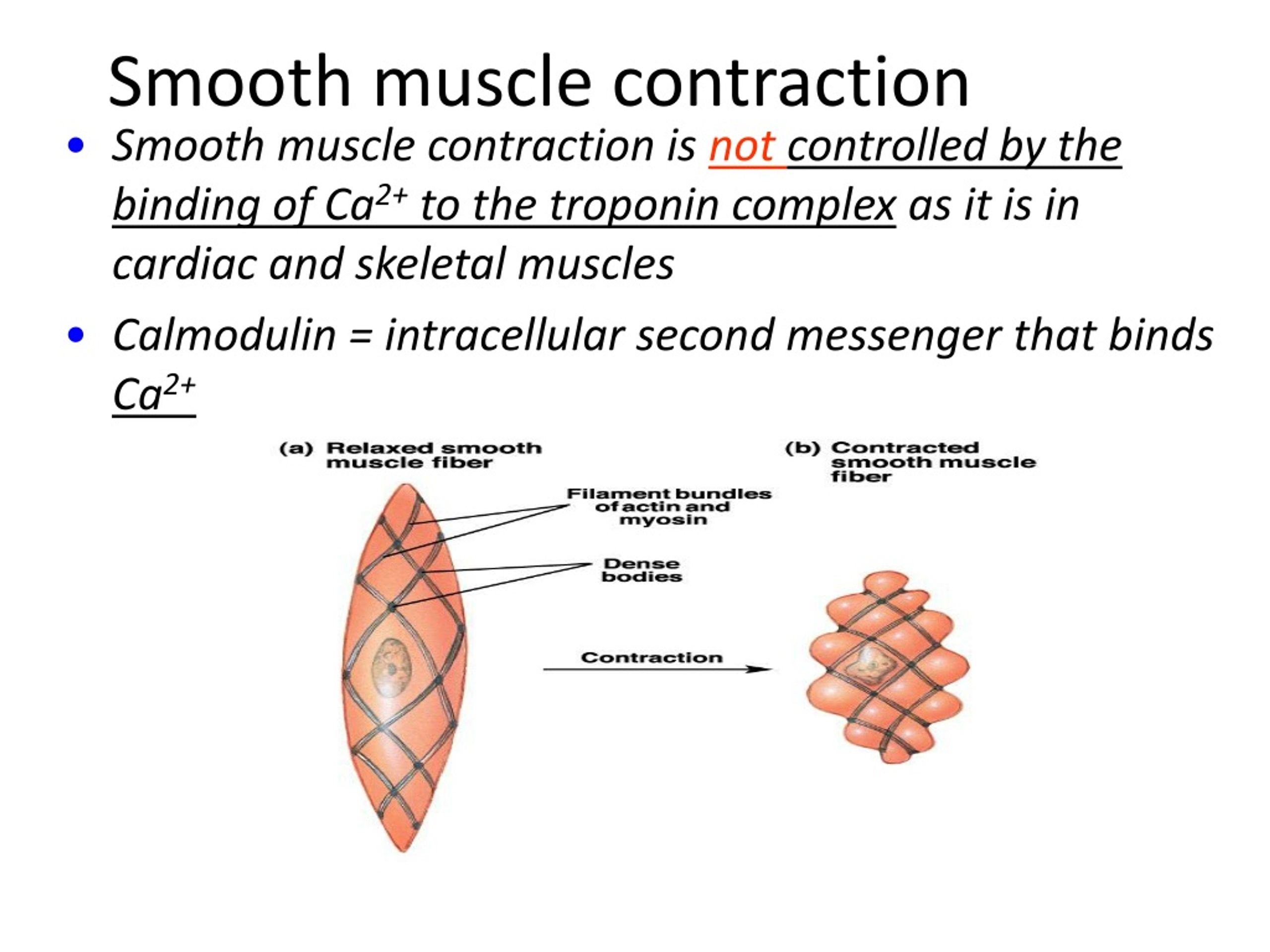 ppt-smooth-muscle-powerpoint-presentation-free-download-id-8834739