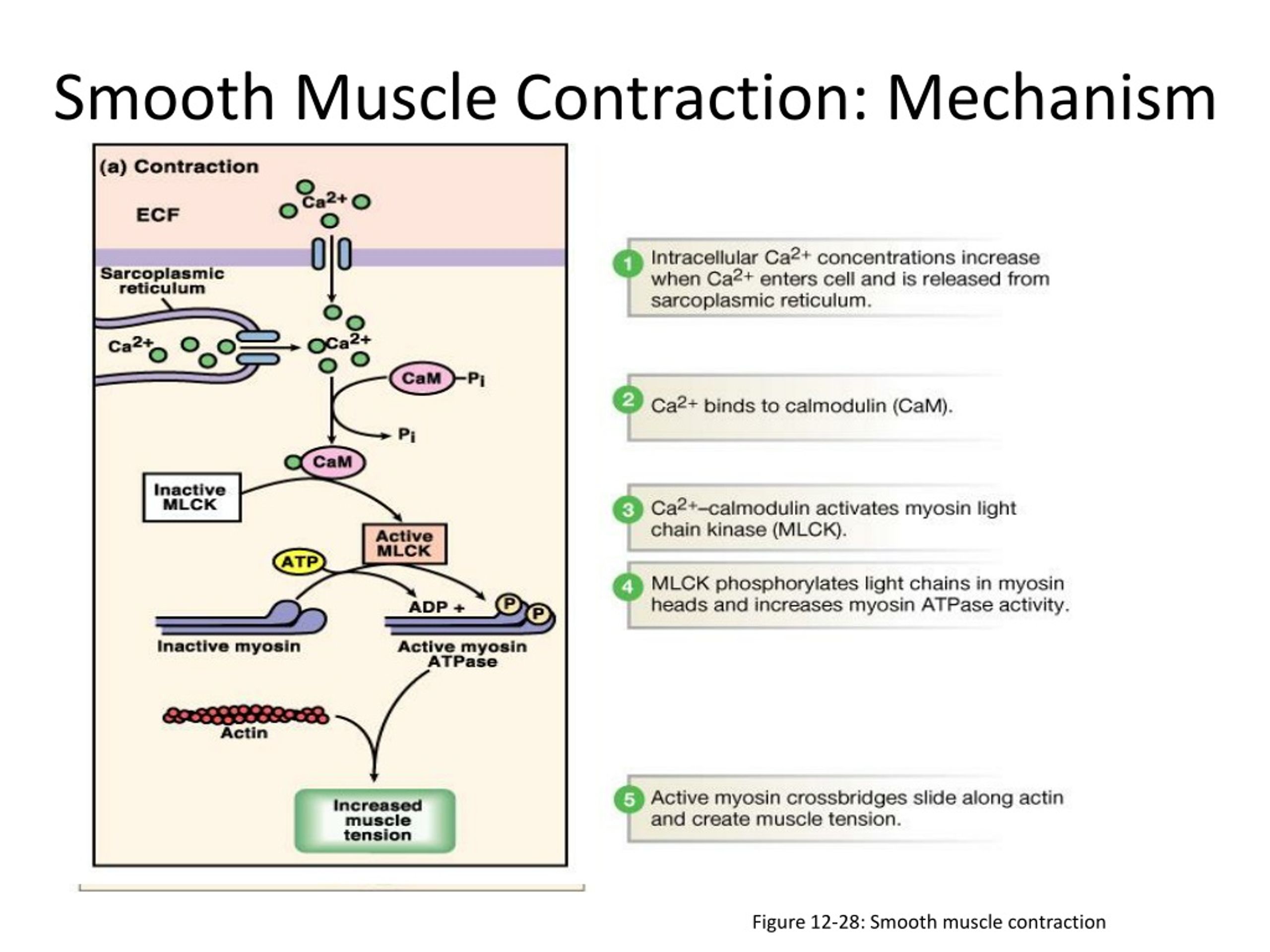 isometric-vs-isotonic-muscle-contraction-isometric-contraction