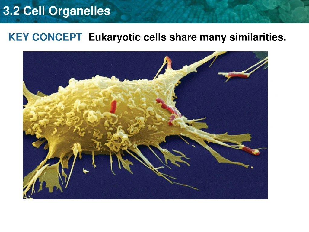 key concept eukaryotic cells share many n.