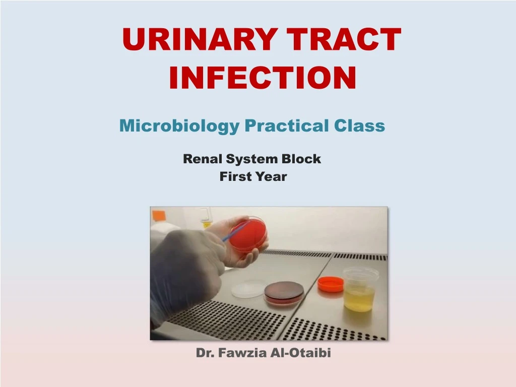 PPT - URINARY TRACT INFECTION Microbiology Practical Class Renal System ...