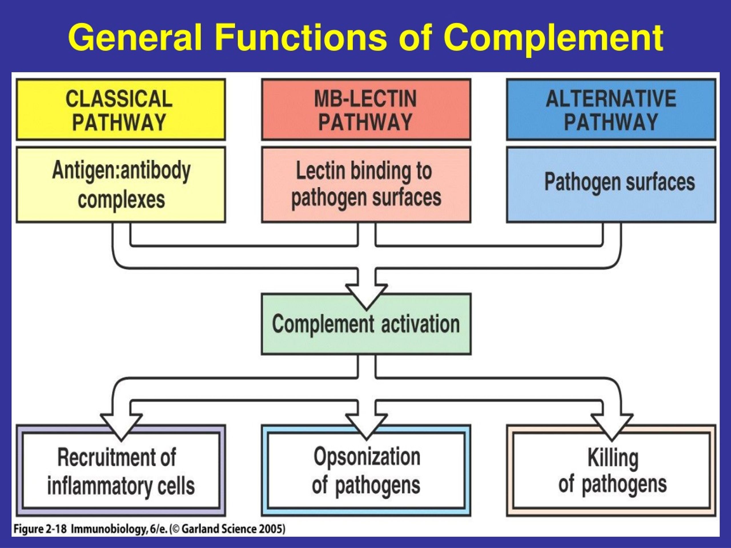 Ppt The Complement System Powerpoint Presentation Free Download Id 8847126