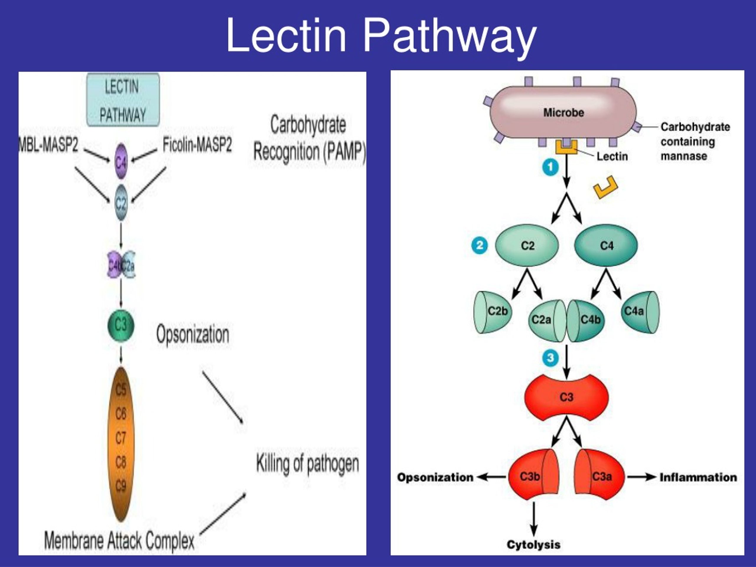 Ppt The Complement System Powerpoint Presentation Free Download Id 8847126