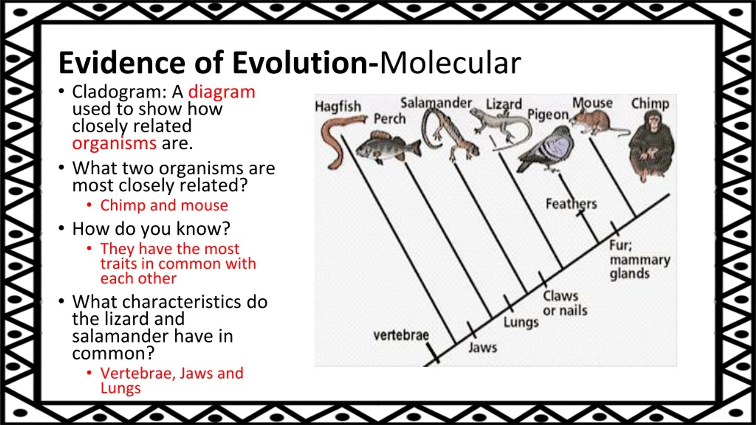 PPT - Evolution PowerPoint Presentation, Free Download - ID:8852084