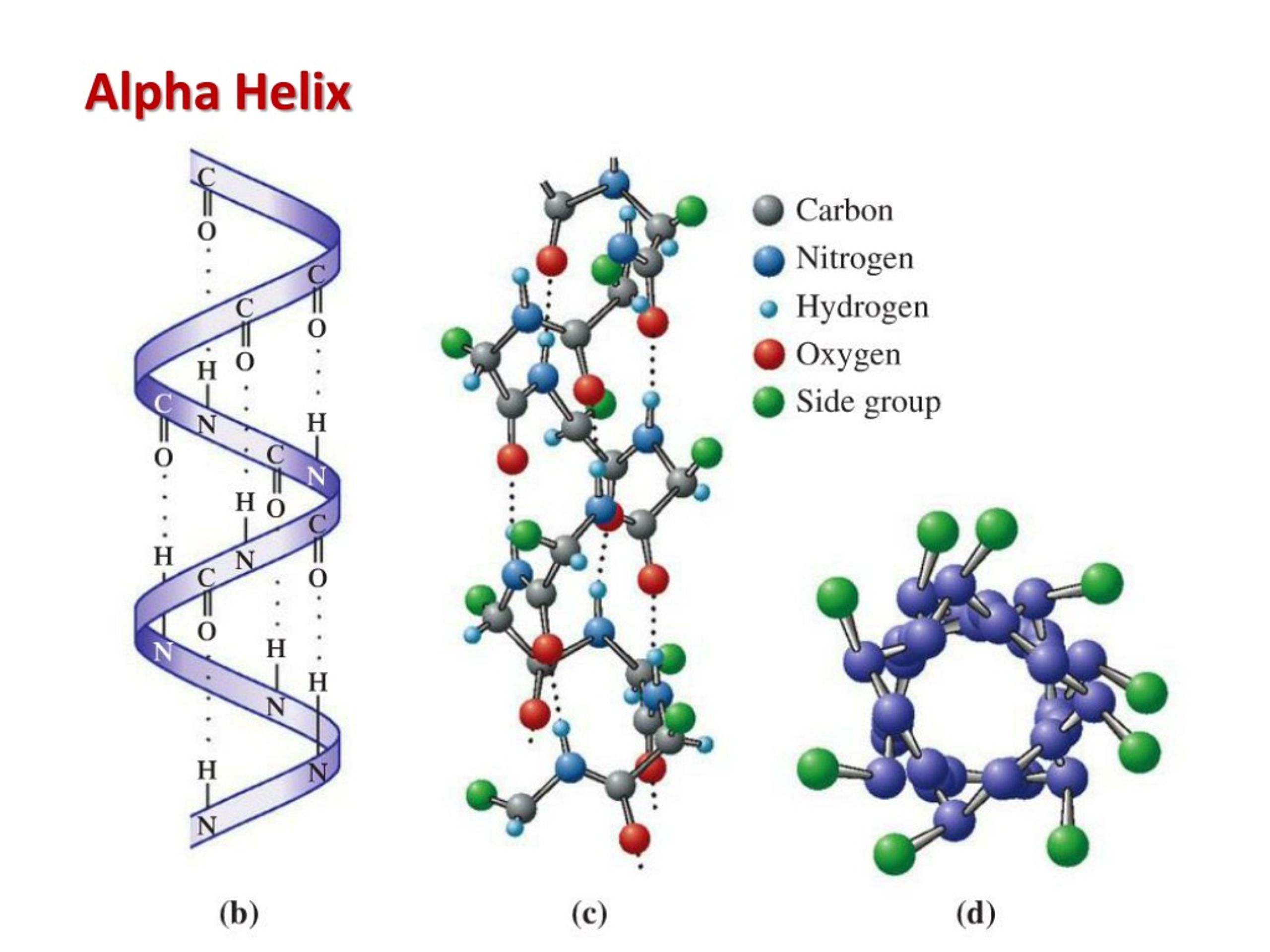 alpha helix and beta sheet