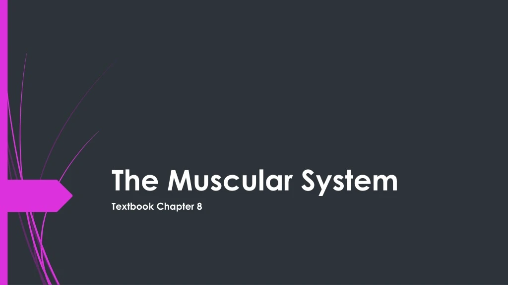 PPT - The Muscular System PowerPoint Presentation, Free Download - ID ...