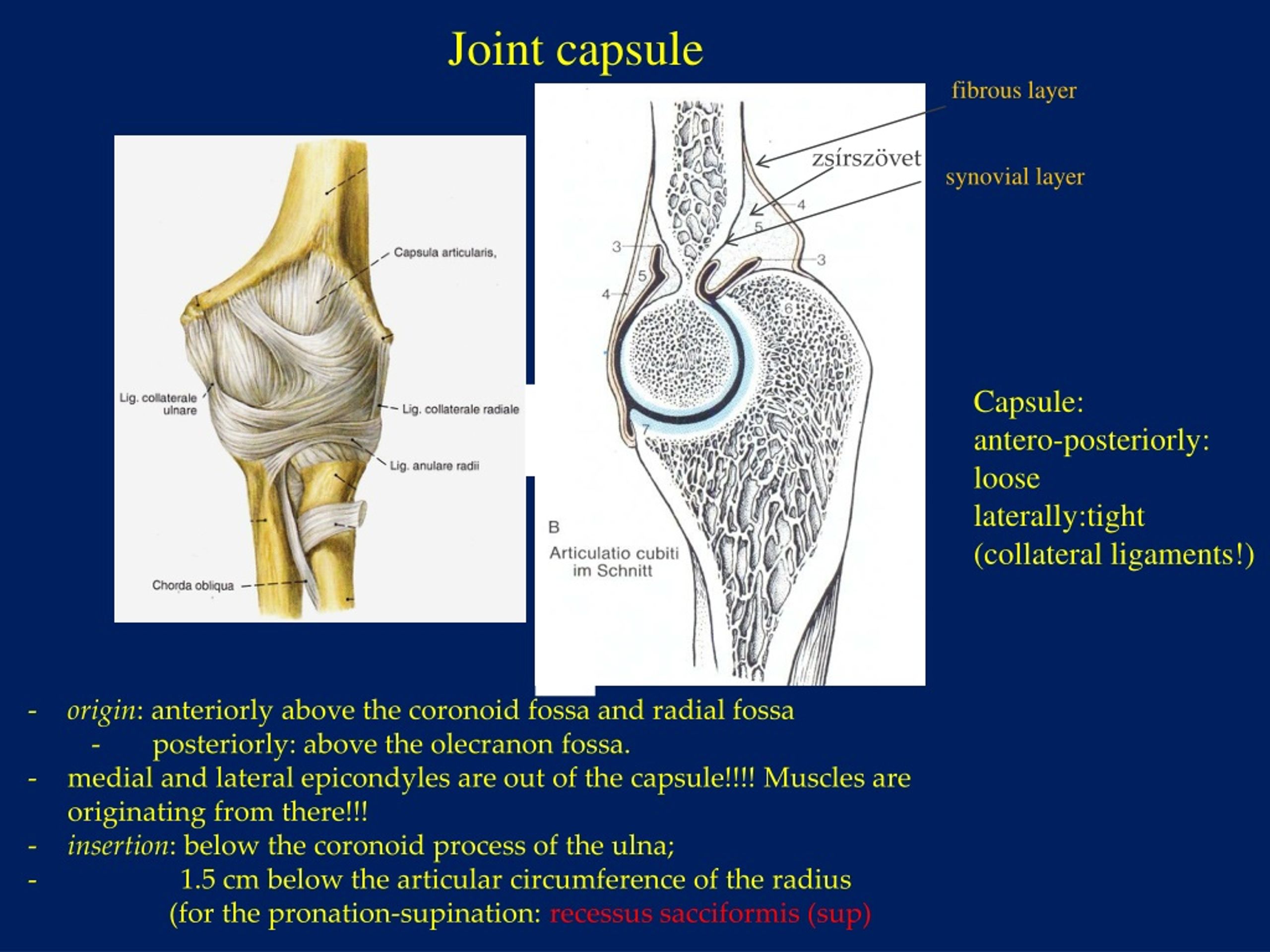 PPT - Elbow joint ( articulatio cubiti ) PowerPoint Presentation, free ...