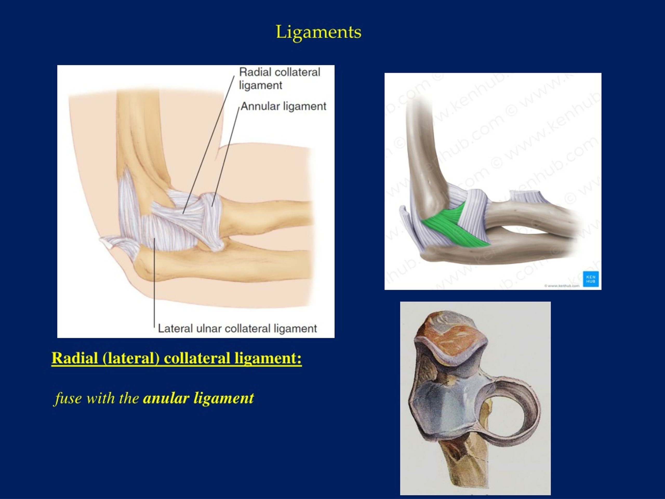 PPT - Elbow joint ( articulatio cubiti ) PowerPoint Presentation, free ...