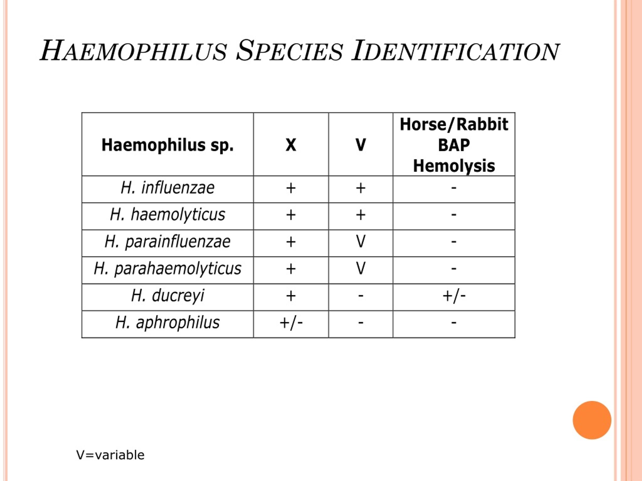 PPT - Haemophilus PowerPoint Presentation, free download - ID:8861137