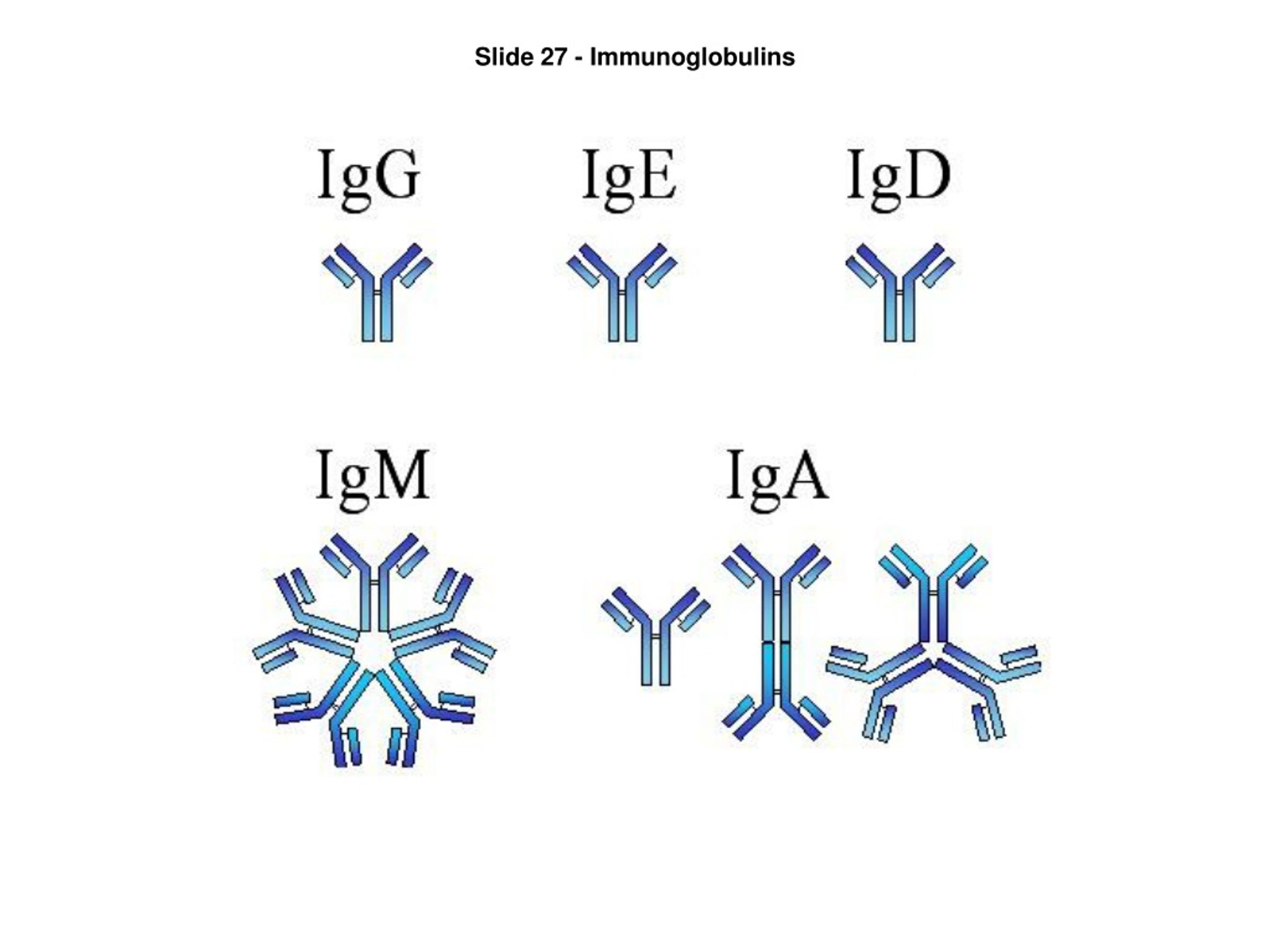 Иммуноглобулины iga igm. IGM иммуноглобулин. Иммуноглобулин g3. IGM антитела строение. IGG иммуноглобулин.