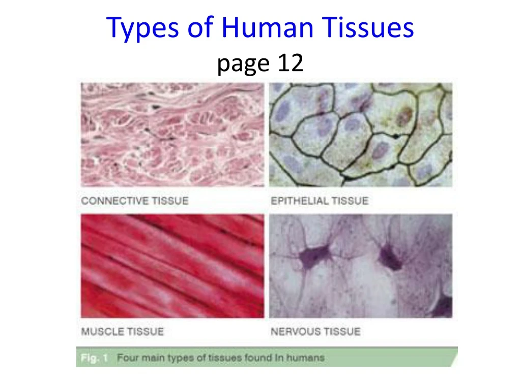 PPT - Types of Human Tissues page 12 PowerPoint Presentation, free ...