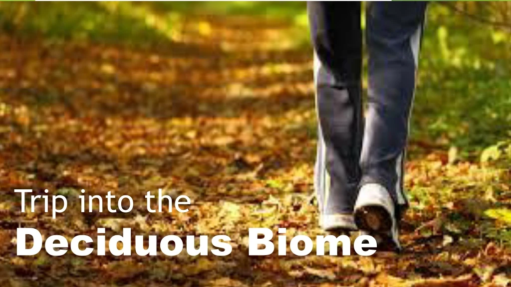 PPT - Trip Into The Deciduous B Iome PowerPoint Presentation, Free ...