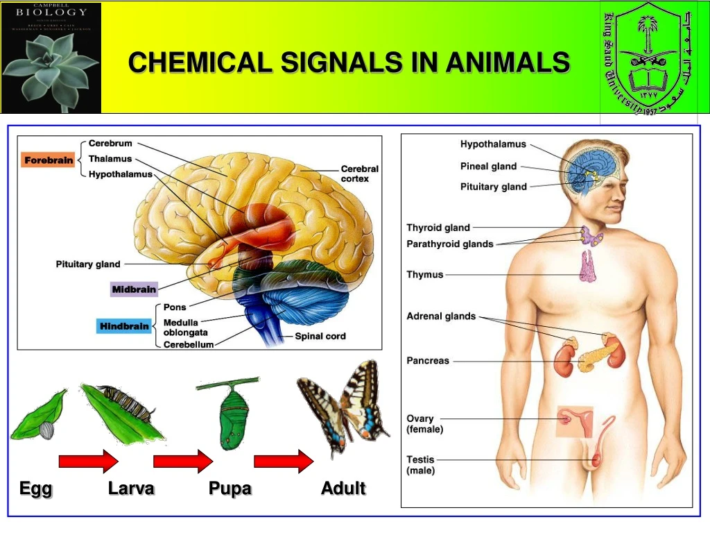 chemical signals in animals n.