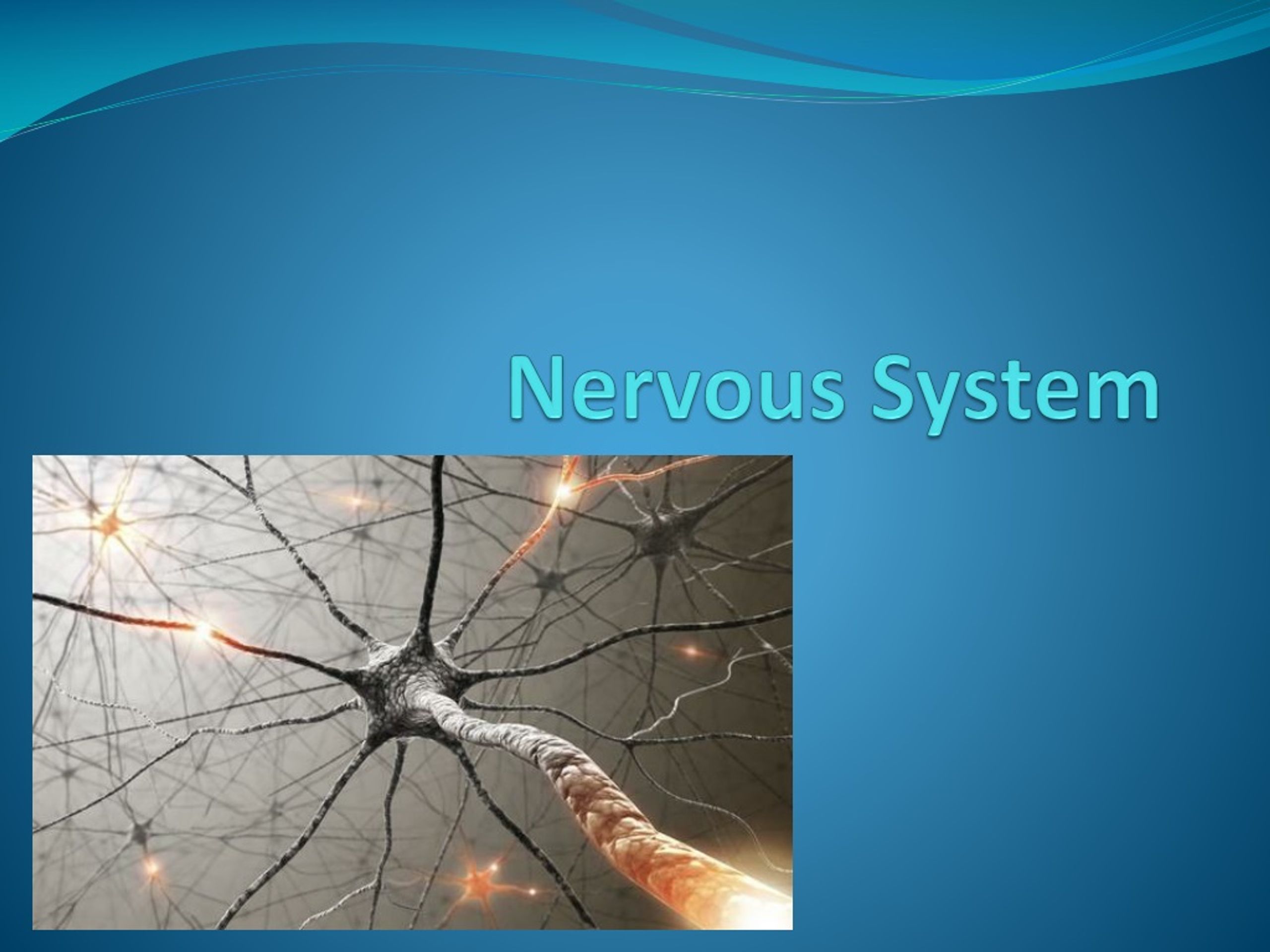 PPT - Functions and Parts of the Nervous System PowerPoint Presentation -  ID:8879279