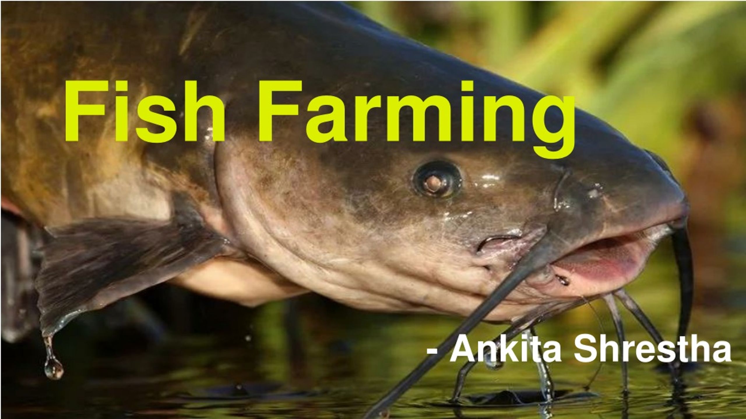 PPT - Fish Farming PowerPoint Presentation, free download - ID:8883644