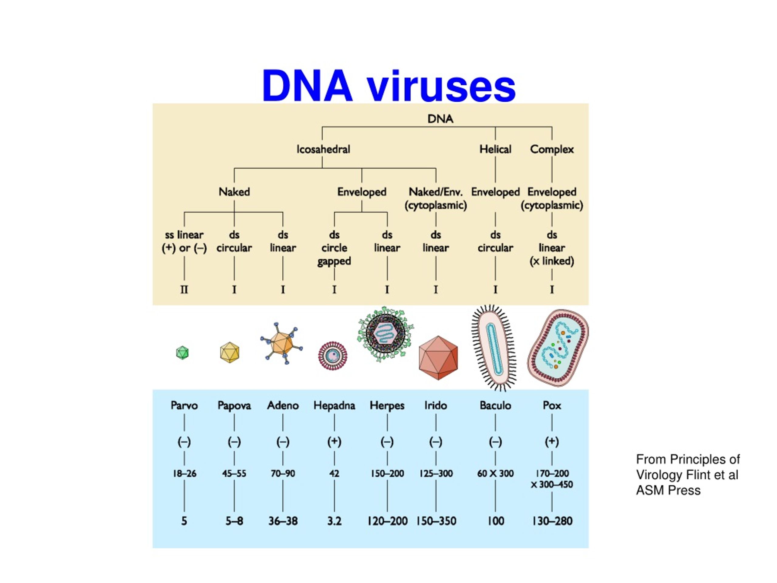 Днк вирусы. Virus DNA. DNA virus electroscope. Classification of virus DNA RNA. DNA complexity.