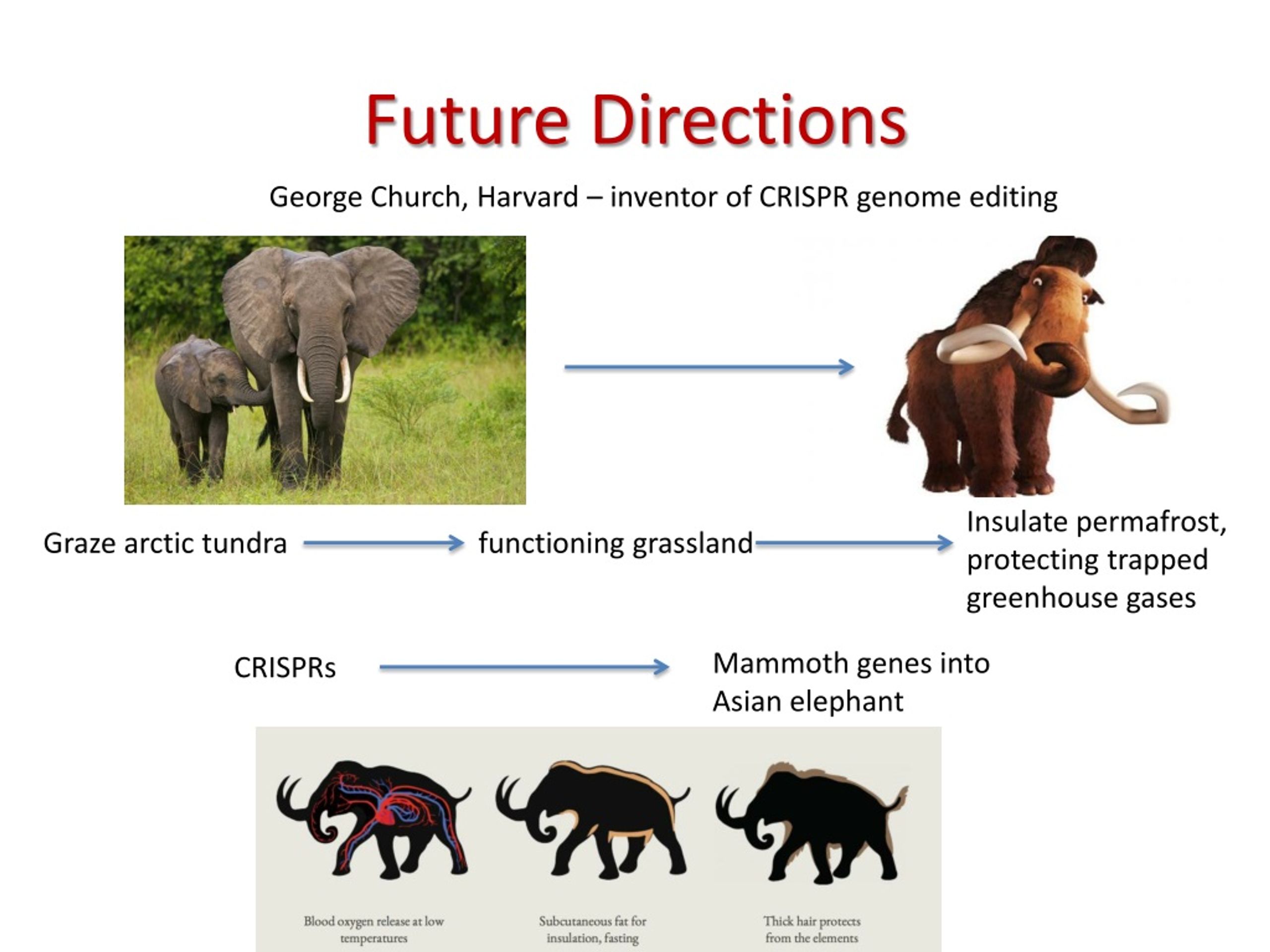 Future directions. Джордж Черч мамонт. Джордж чёрч мамонт. Джордж Черч планы мамонт. Индийский слон доклад для 1 класса.