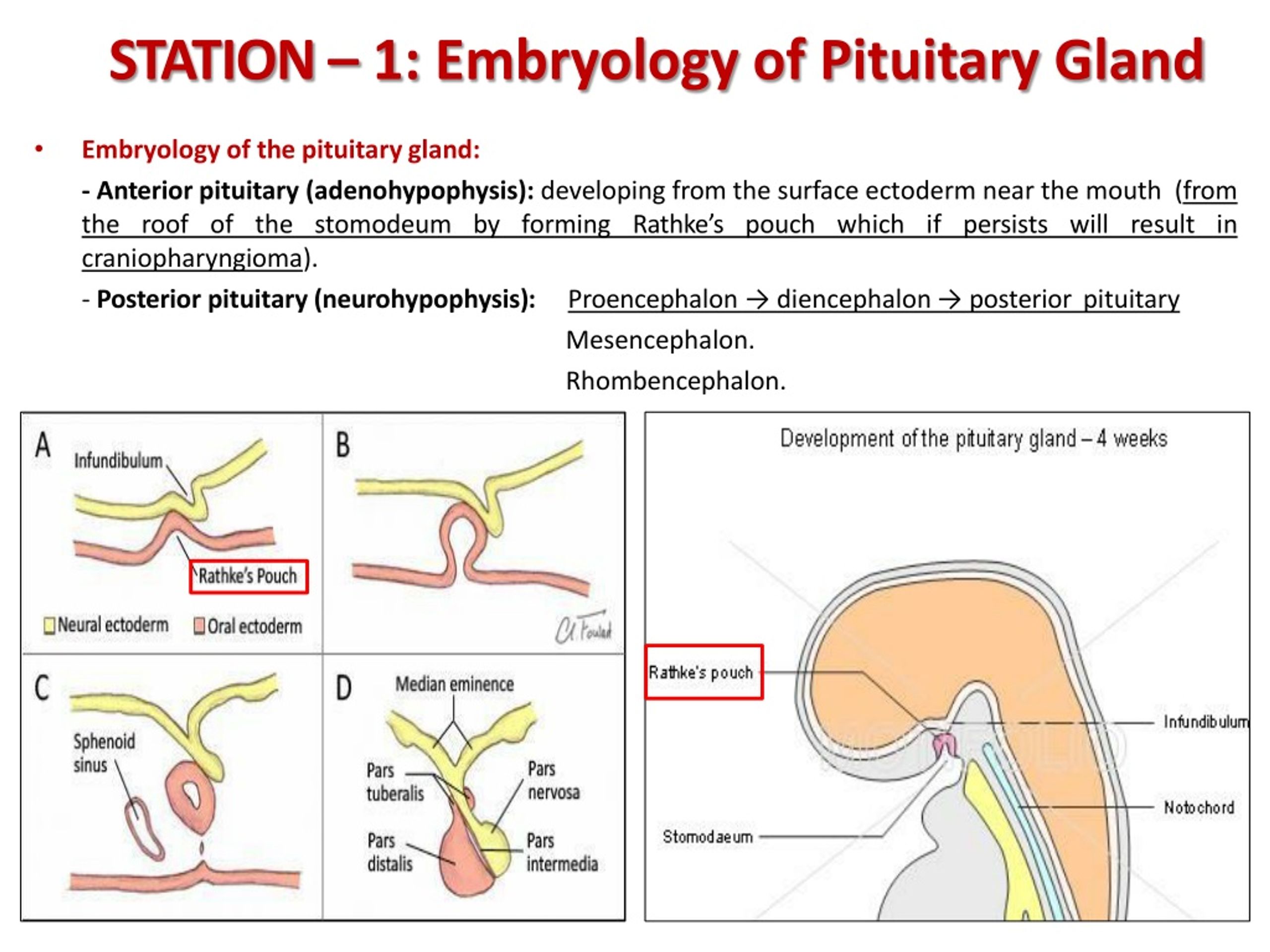 PPT - DEMO – II Adrenal Glands + Pituitary Gland PowerPoint ...