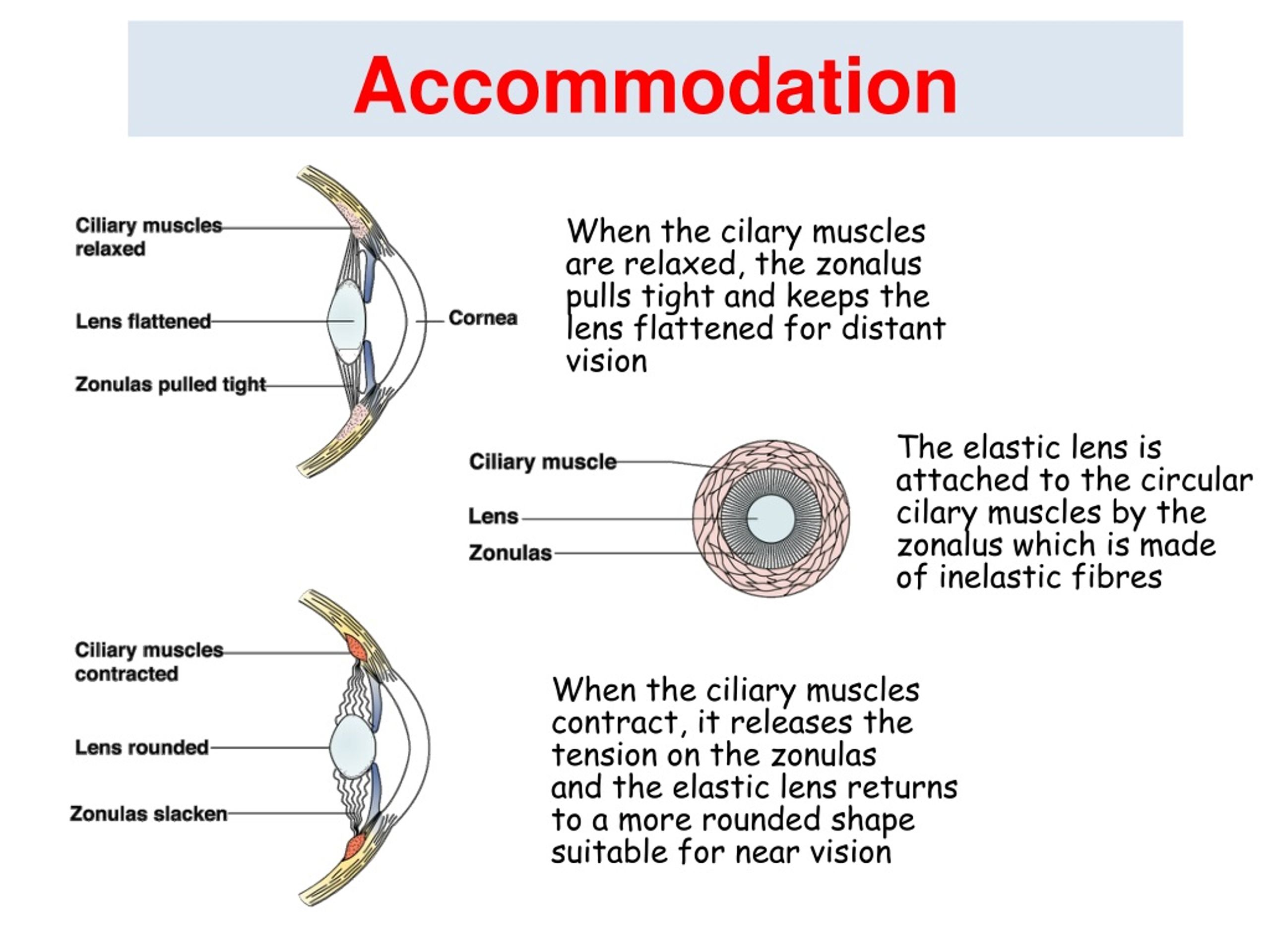 Ppt Physiology Of Vision Lecture 2 Accommodation And Pupillary Light Reflex Powerpoint