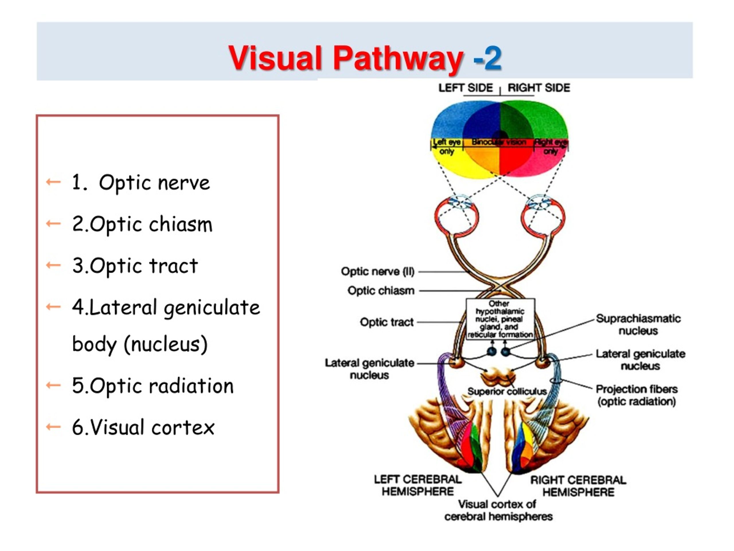 PPT Physiology Of Vision Lecture Accommodation Pupillary Light Reflex PowerPoint