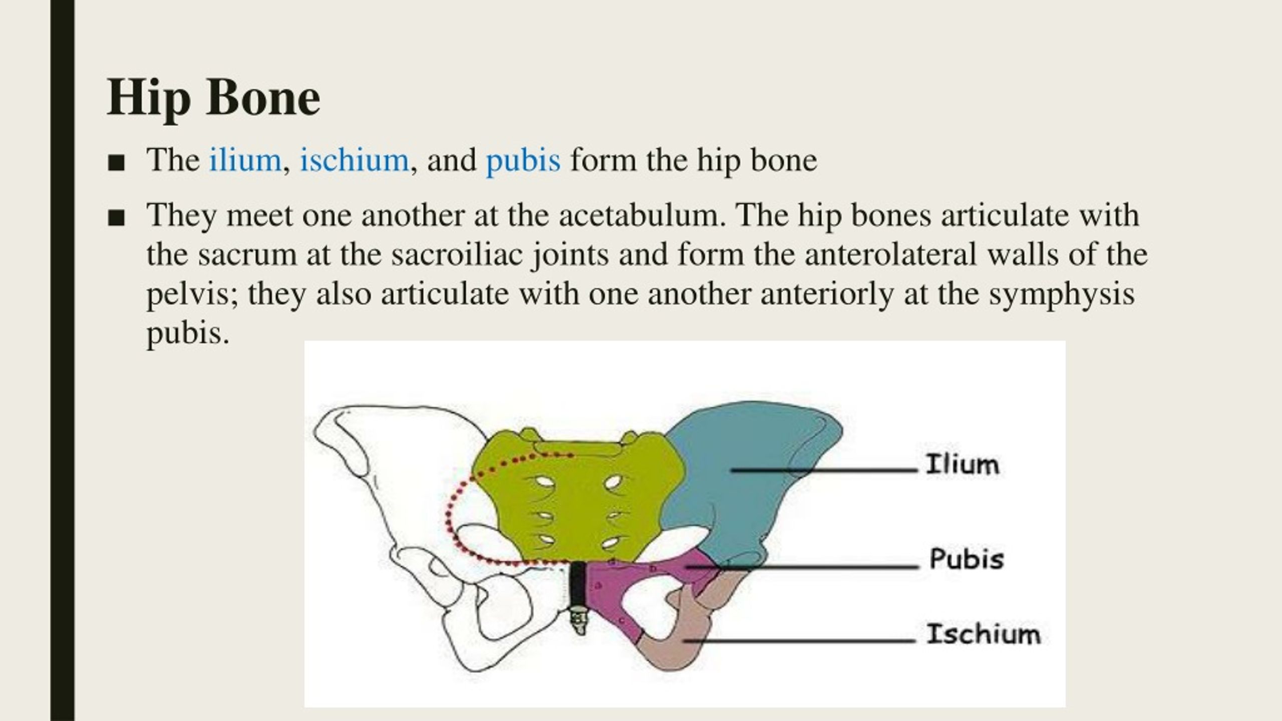 PPT - Lower limbs PowerPoint Presentation, free download - ID:8906004