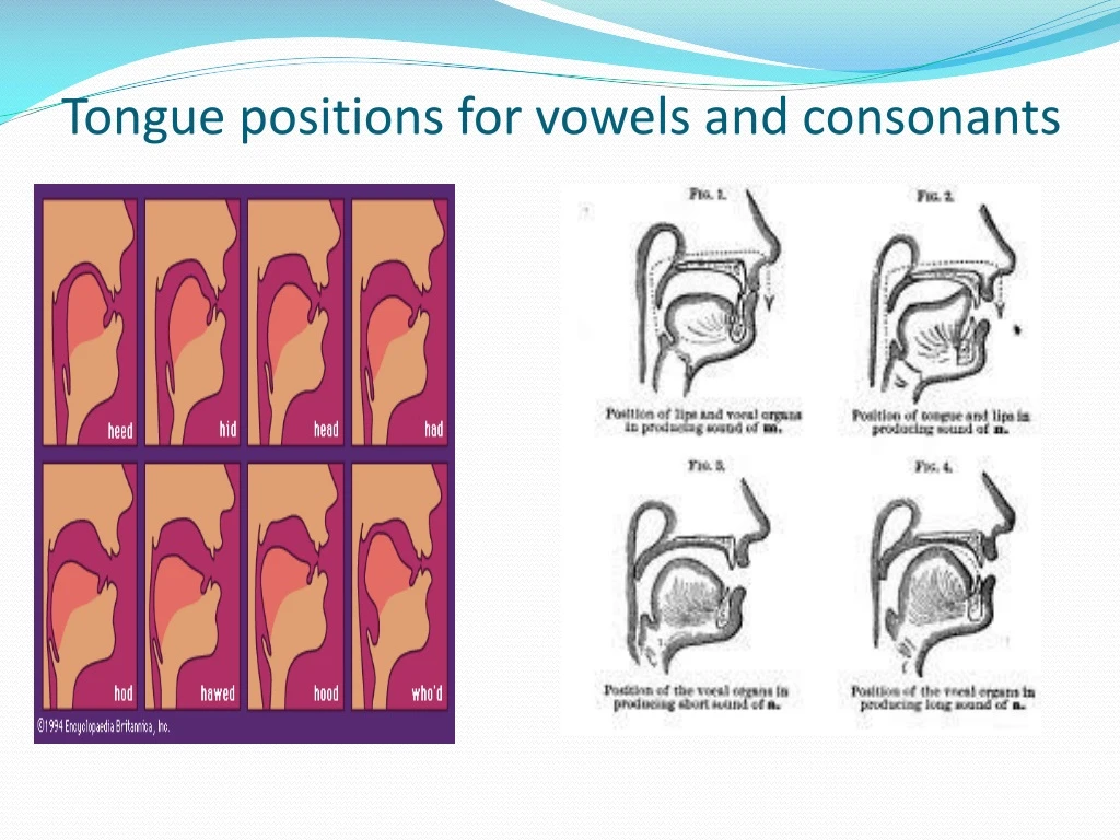 Ppt Tongue Positions For Vowels And Consonants Powerpoint Presentation Id 8907320