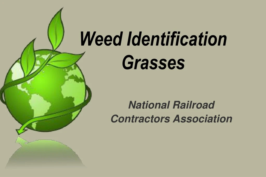 weed identification grasses n.