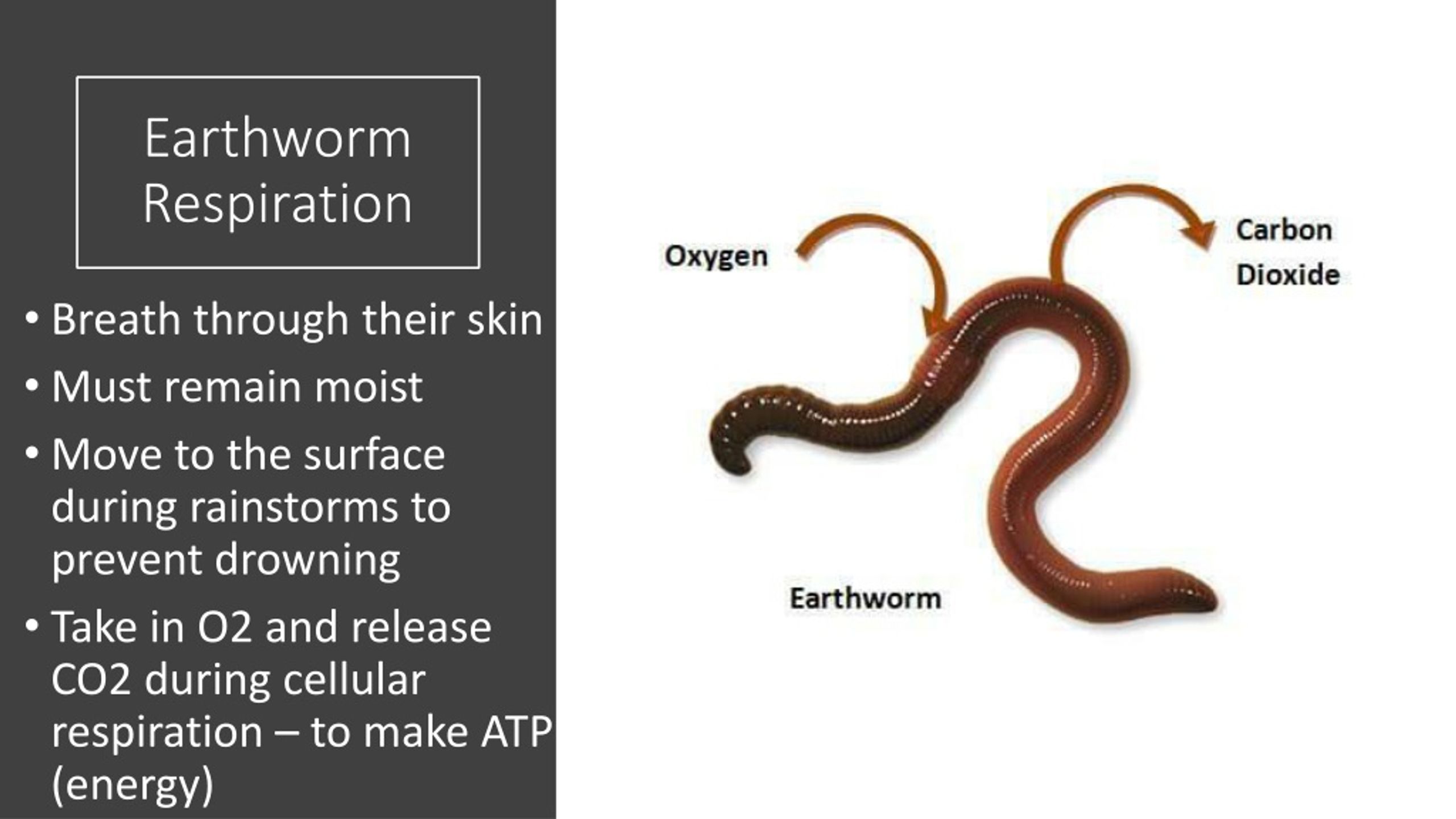 aerobic respiration earthworm experiment