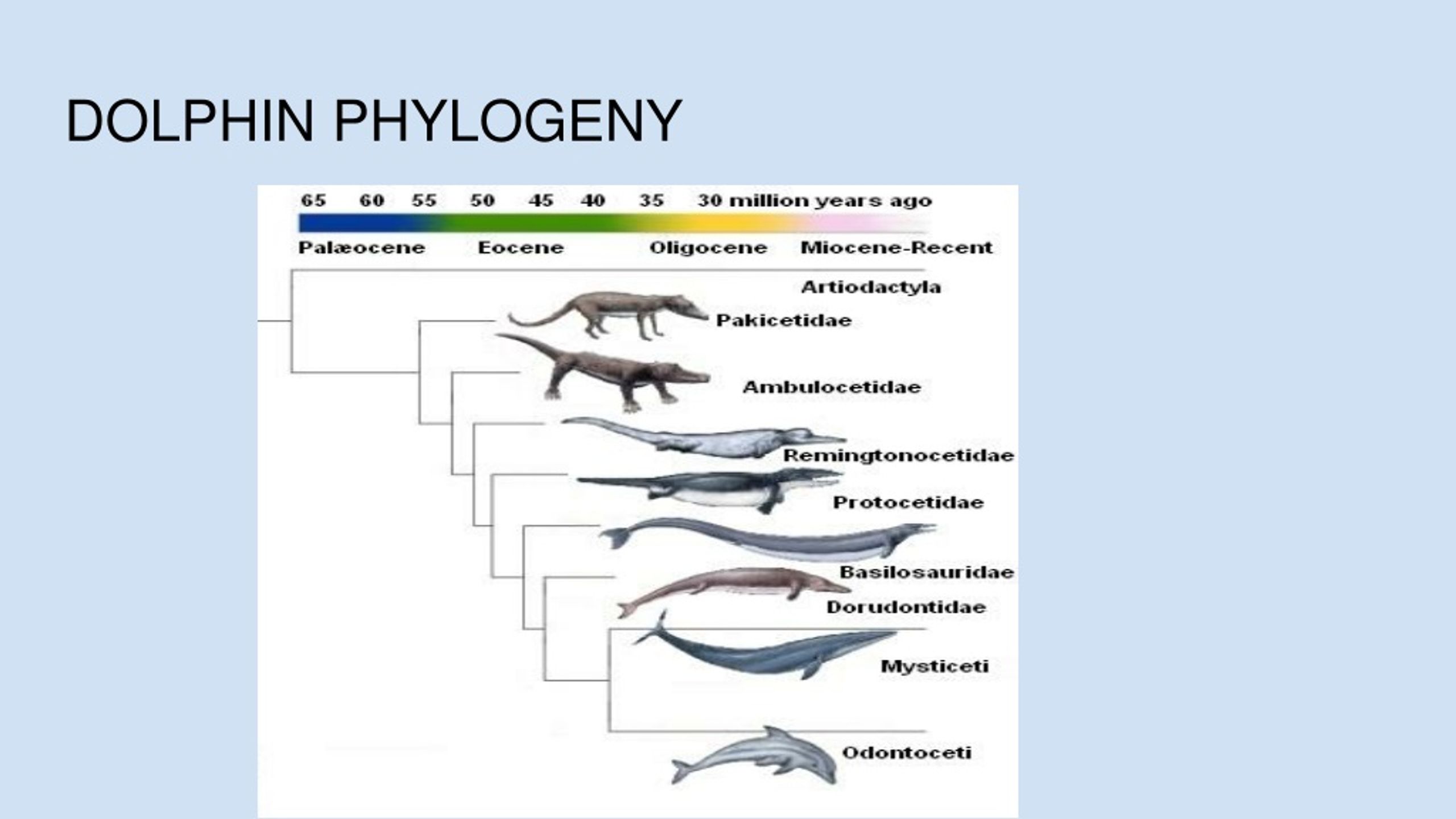 PPT All About Dolphins Species Characteristics And Evolution 