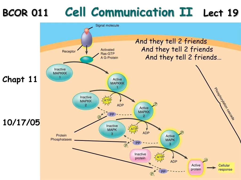 signal molecule n.