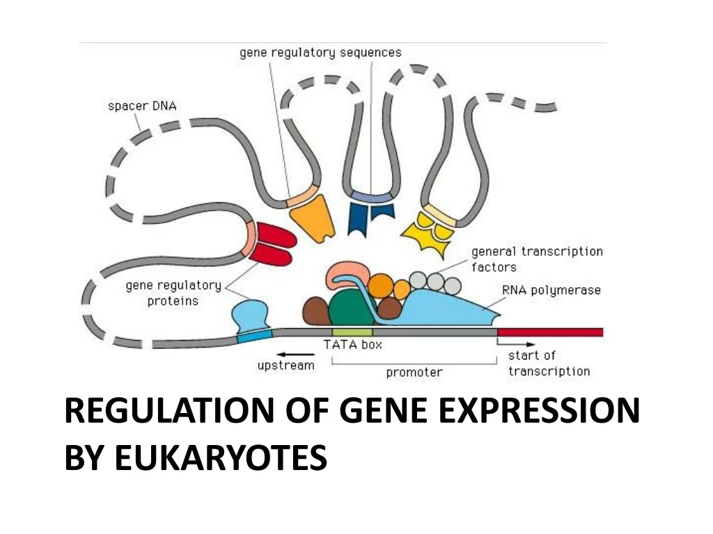 Ppt Regulation Of Gene Expression By Eukaryotes Powerpoint