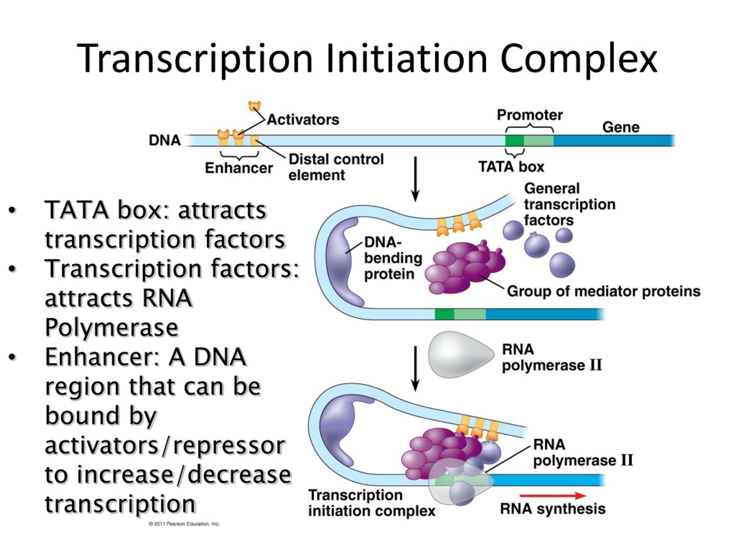 Ppt Regulation Of Gene Expression By Eukaryotes Powerpoint