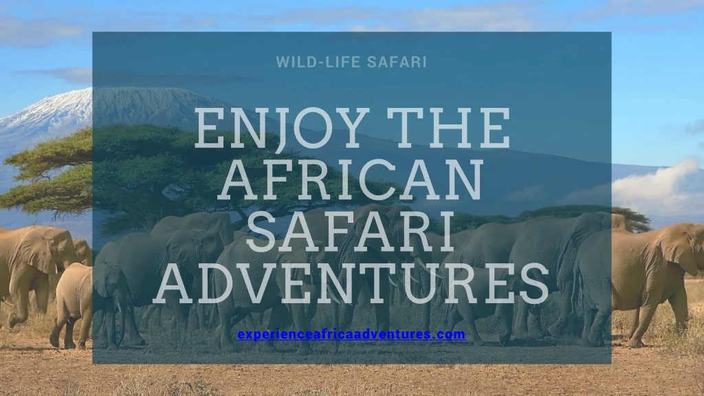 wild life safari n.